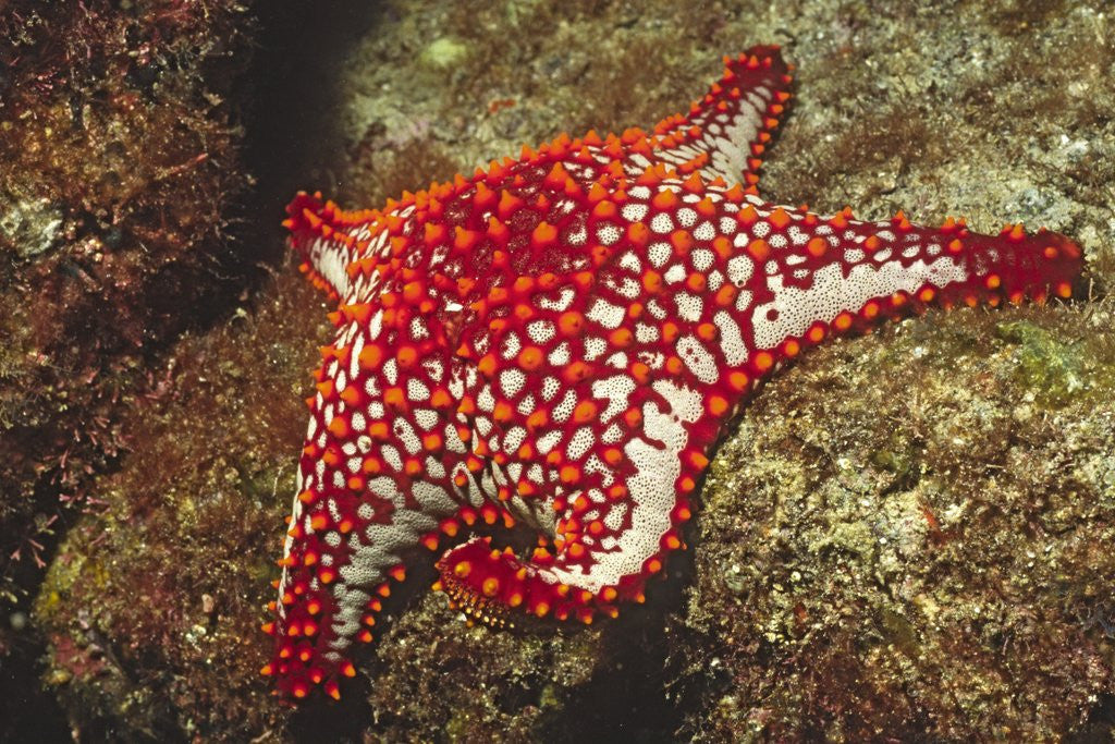 Detail of Panamic Cushion Star by Anonymous