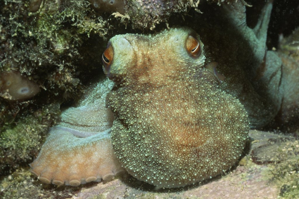Detail of Caribbean Reef Octopus by Anonymous