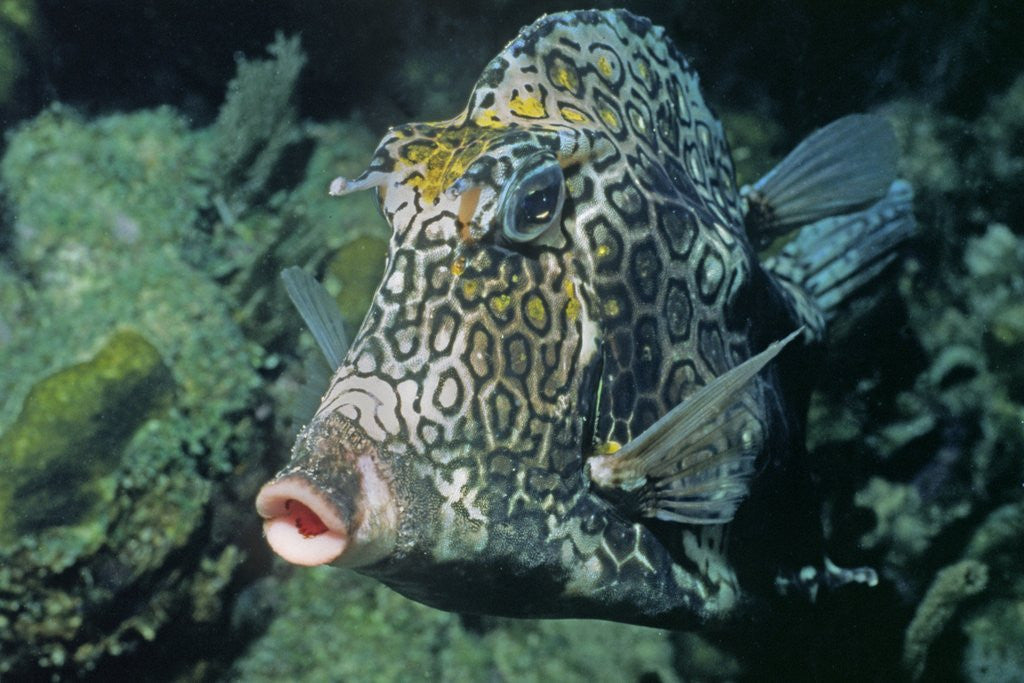 Detail of Honeycomb Cowfish by Corbis