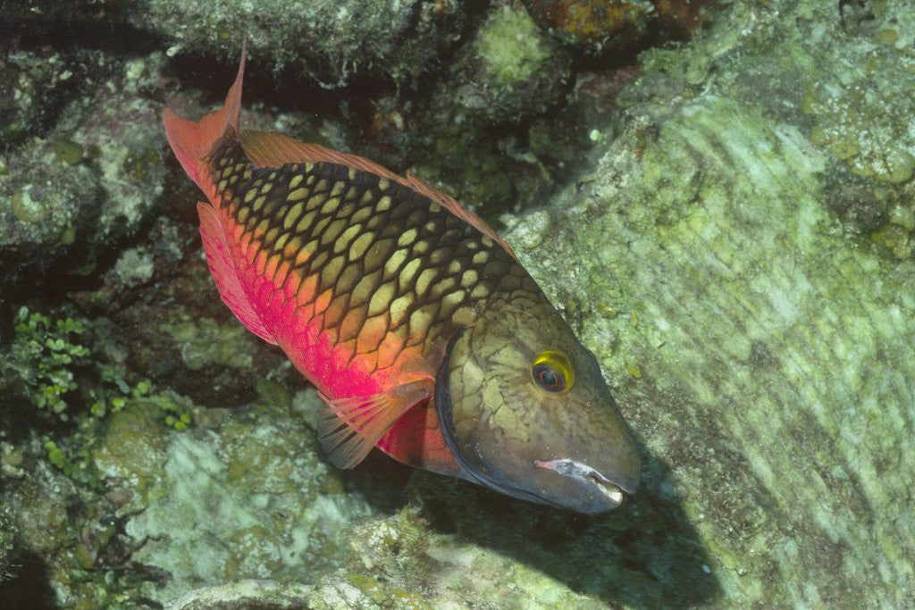 Detail of Stoplight Parrotfish by Anonymous