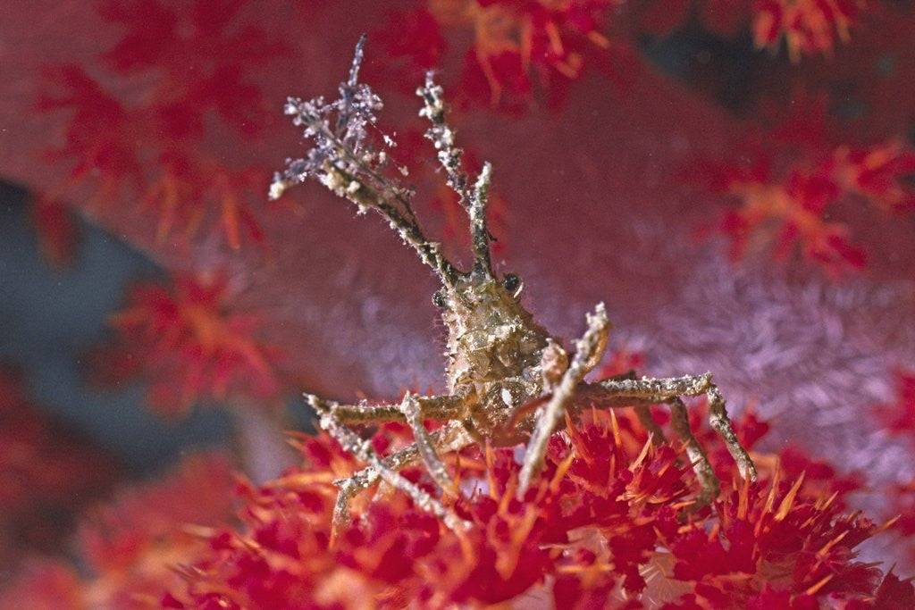 Detail of Bull Hydroid Crab by Anonymous