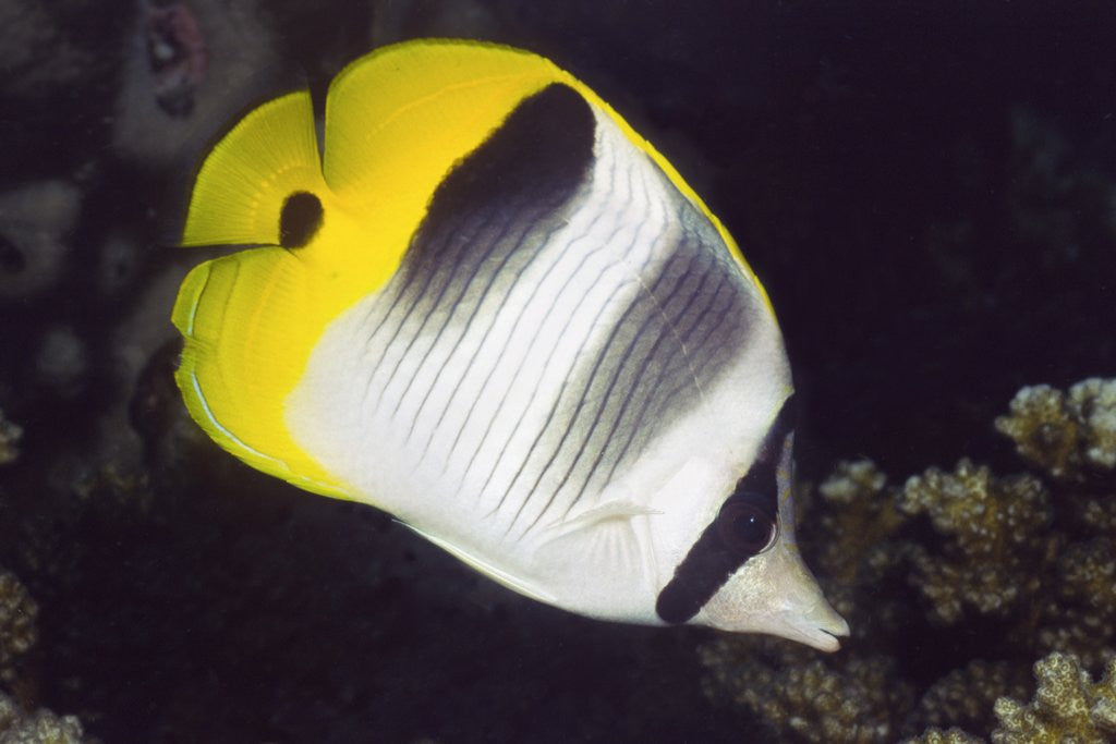 Detail of Pacific Double-Saddled Butterflyfish by Anonymous