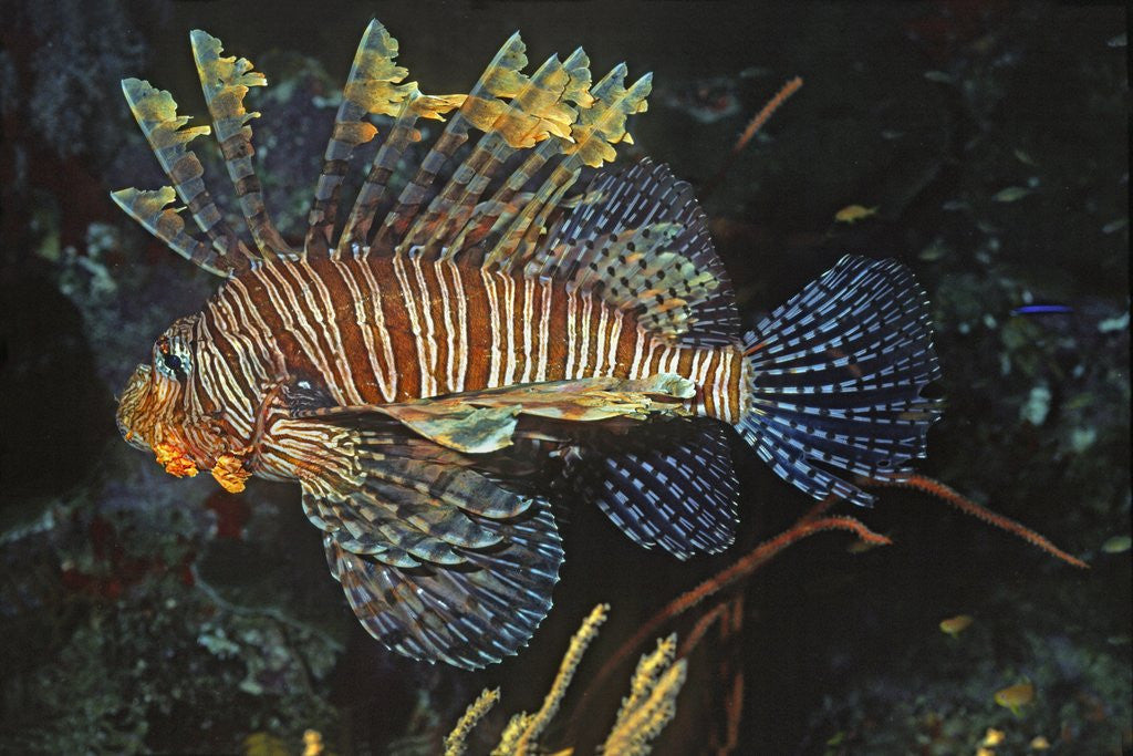 Detail of Common Lionfish by Anonymous