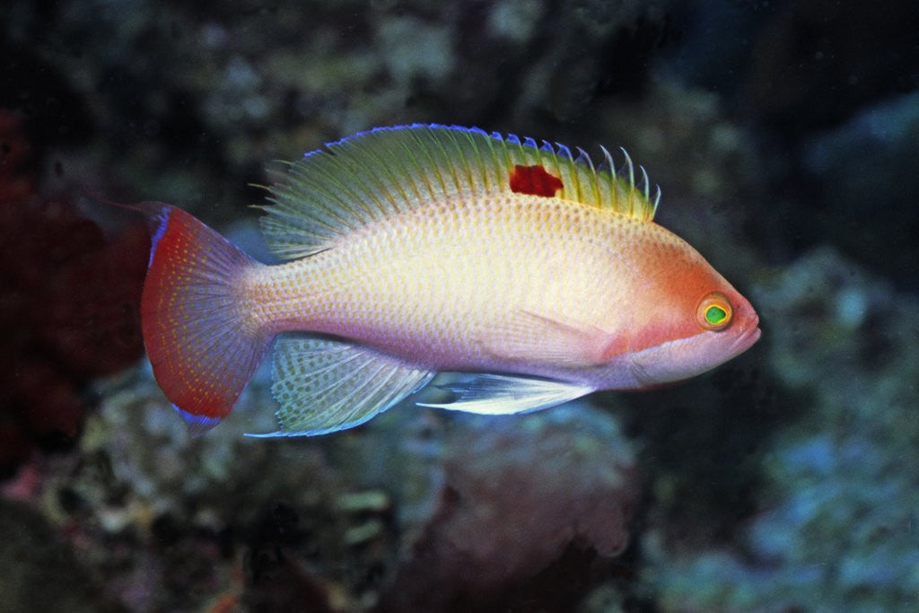 Detail of Stocky Anthias by Anonymous