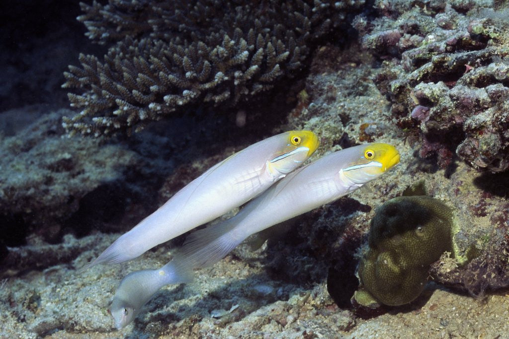 Detail of Bluestreak Gobys by Anonymous