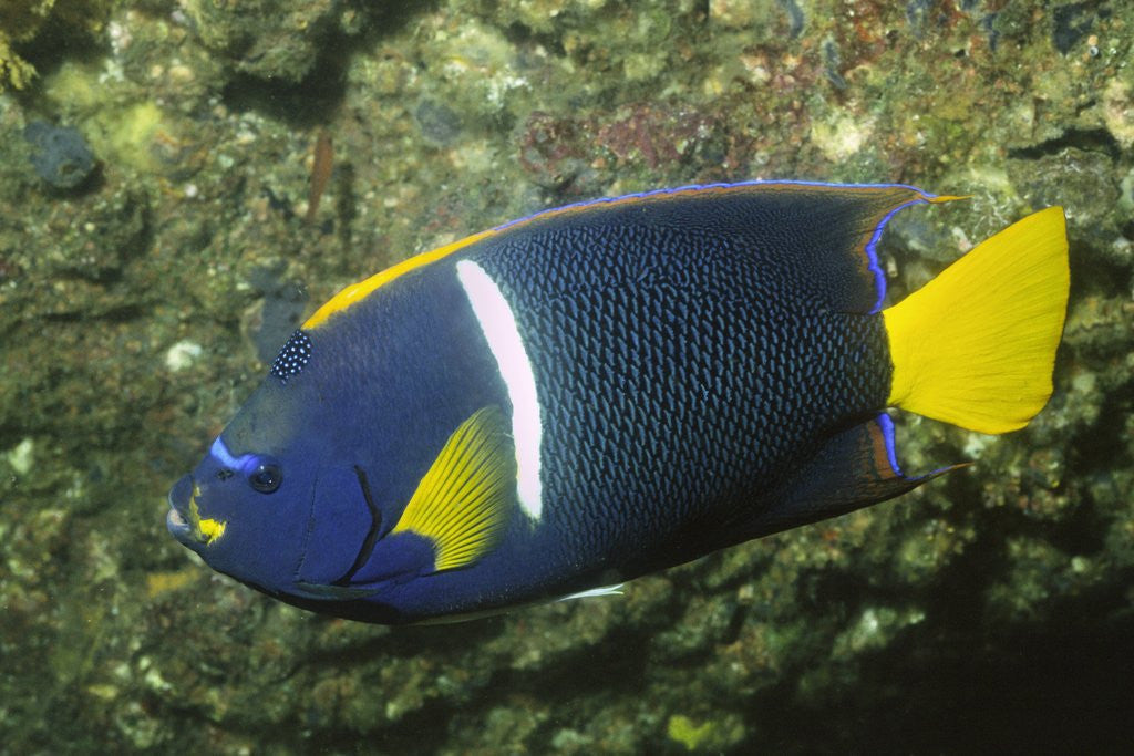 Detail of King Angelfish by Anonymous