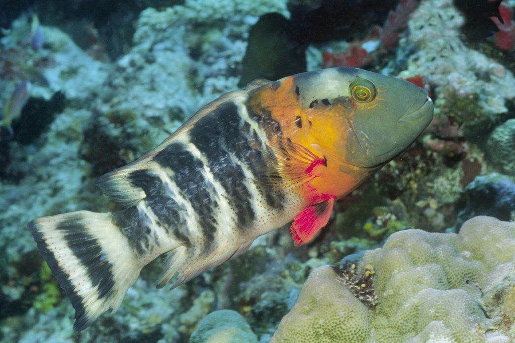 Detail of Redbreasted Wrasse by Anonymous
