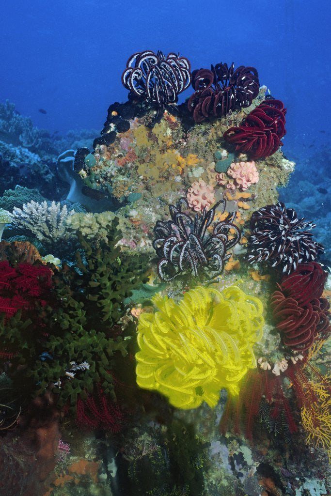 Detail of Coral reef with Feather Stars by Corbis