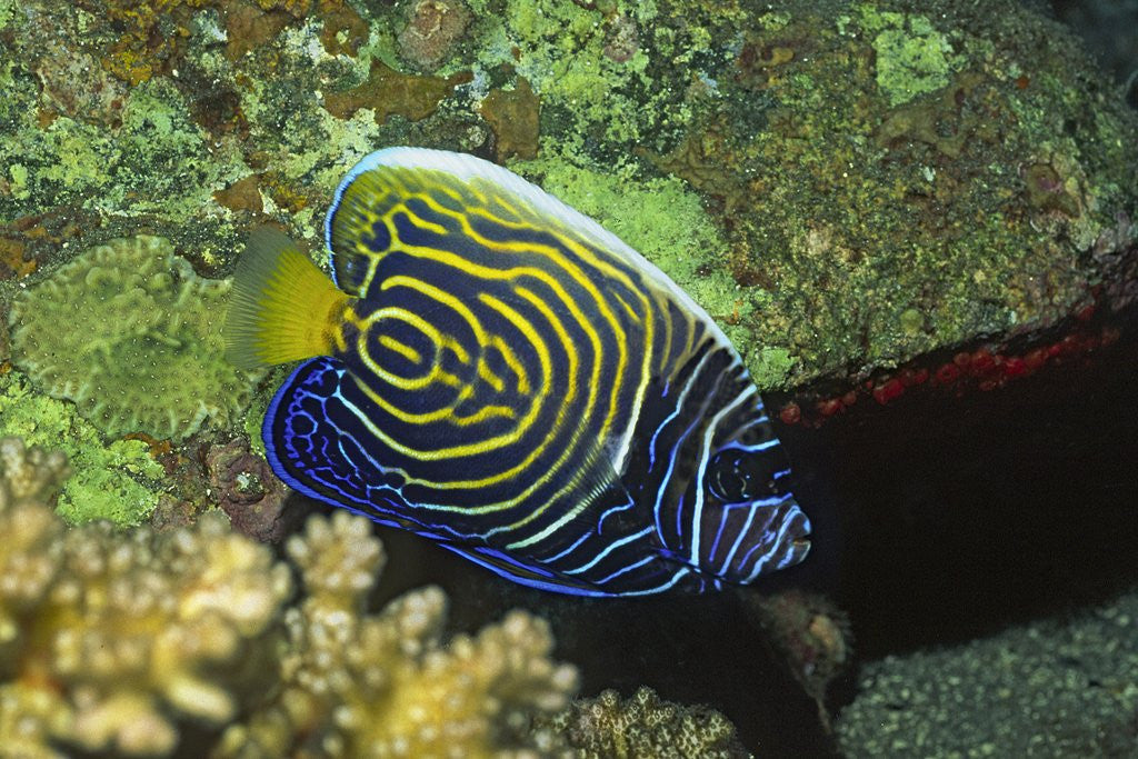 Detail of Emperor Angelfish in intermediate form by Anonymous