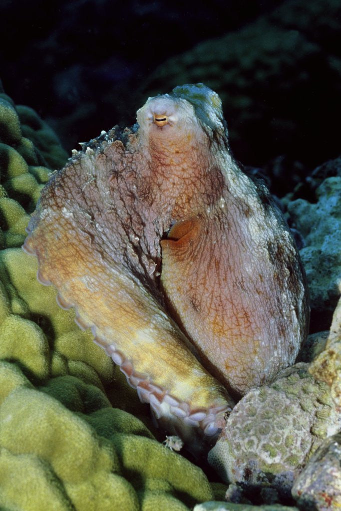 Detail of Day Octopus by Anonymous