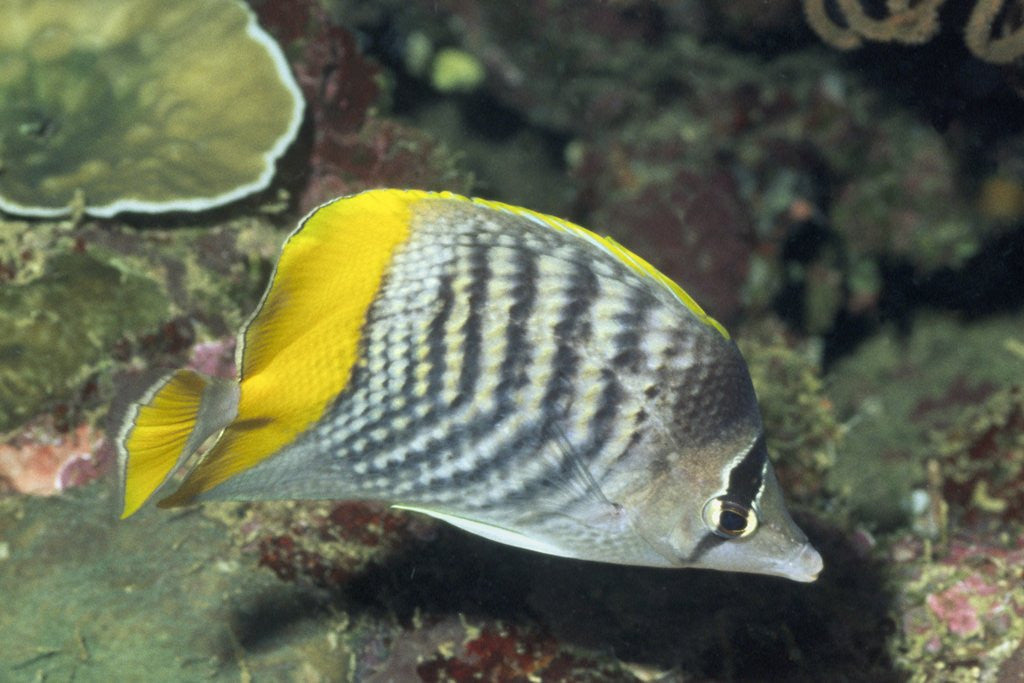 Detail of Yellowback Angelfish by Anonymous