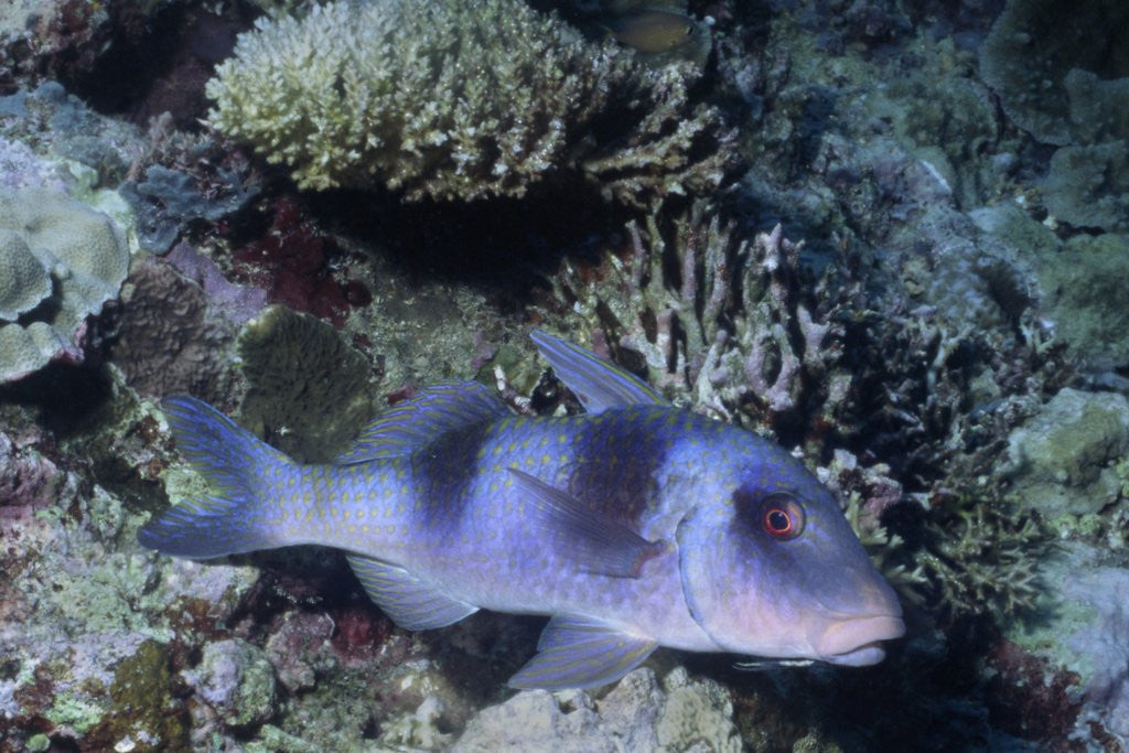Detail of Doublebar Goatfish by Anonymous