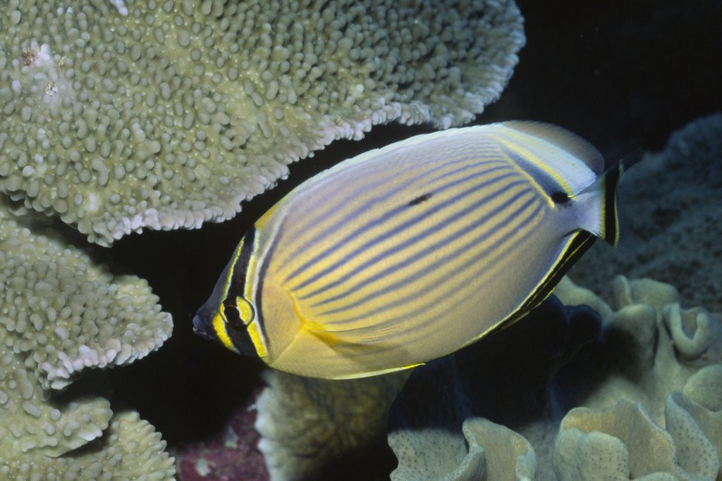 Detail of Redfin Butterflyfish by Anonymous