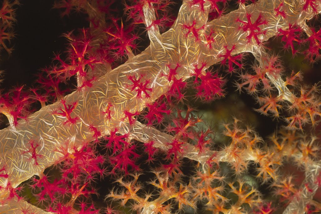 Detail of Soft Coral polyps by Anonymous