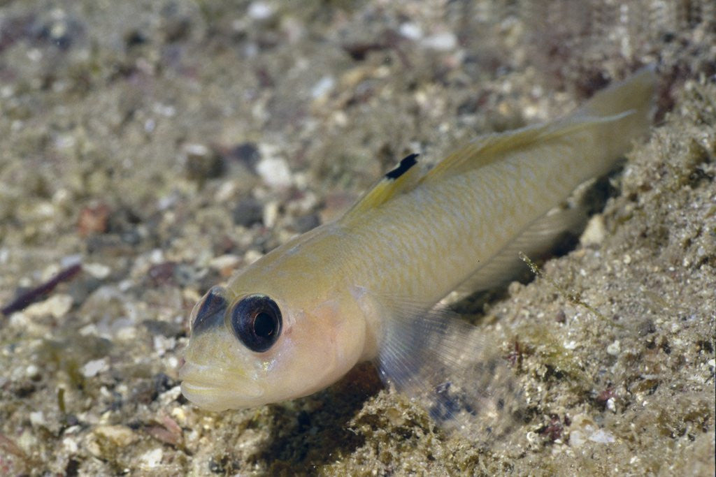 Detail of Blackeye Goby by Anonymous