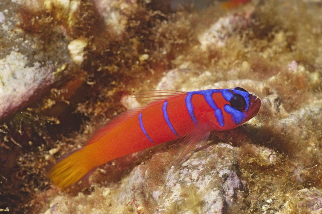 Detail of Bluebanded Goby by Anonymous
