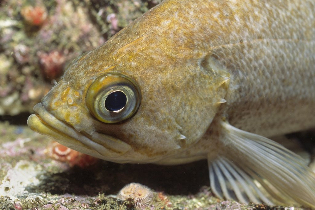 Detail of Canary Rockfish closeup by Anonymous