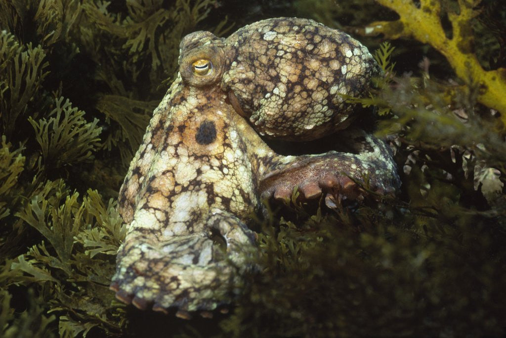 Detail of Red Octopus by Anonymous