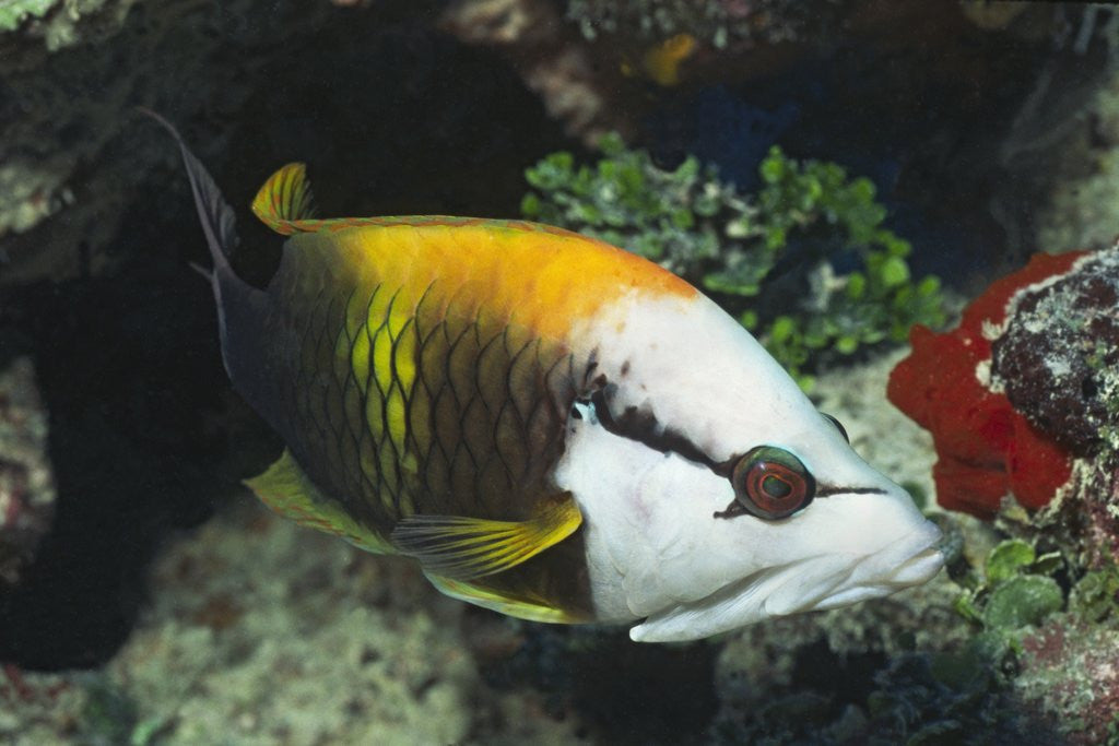 Detail of Slingjaw Wrasse by Anonymous