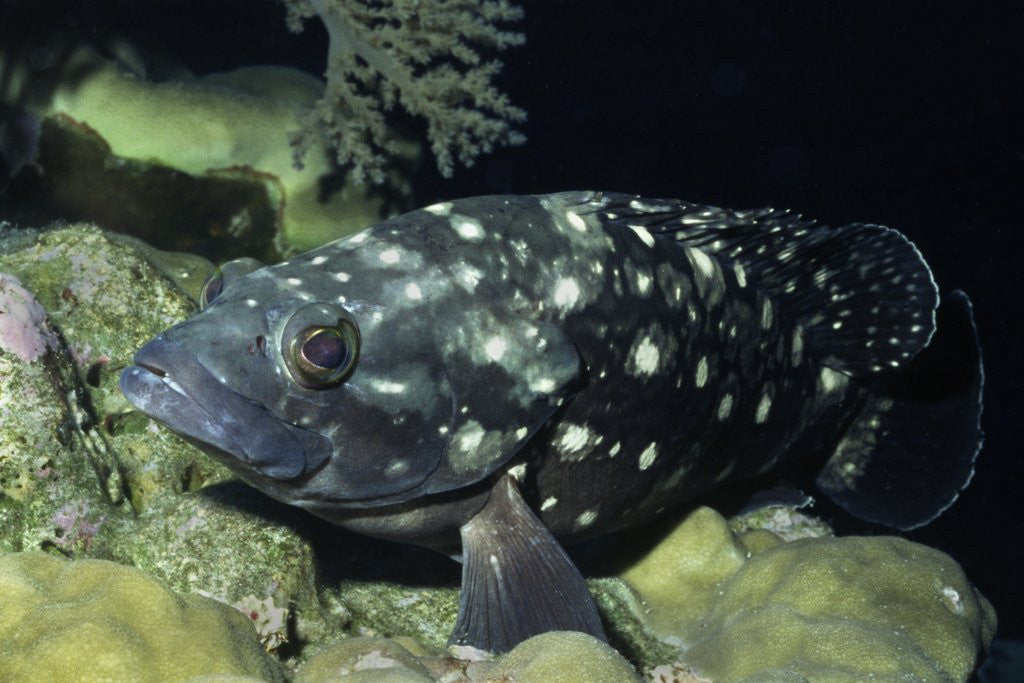 Detail of Whitespotted Grouper by Corbis