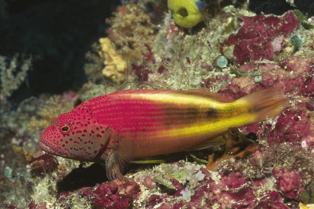 Detail of Freckled Hawkfish by Corbis