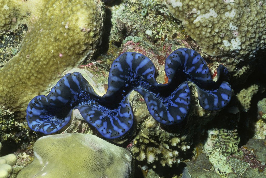 Detail of Boring Giant Clam by Corbis