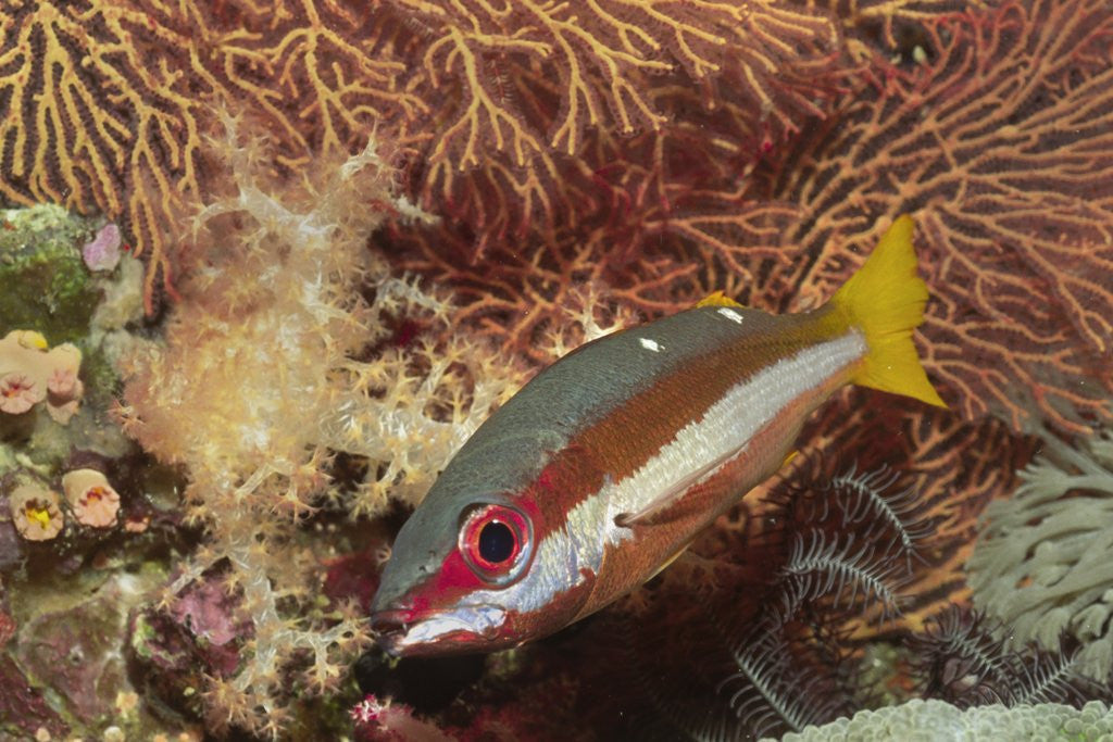 Detail of Two-Spot Snapper by Anonymous