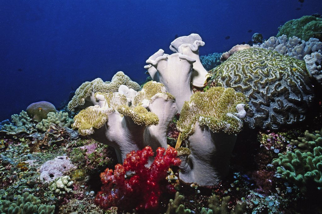 Detail of Reef scene with Brain and Leather Corals by Corbis