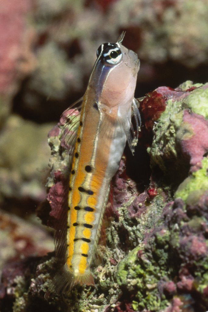 Detail of Clown Blenny by Corbis