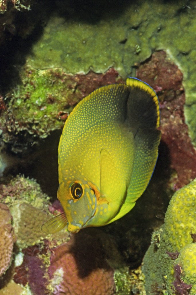 Detail of Mimic Surgeonfish juvenile by Anonymous