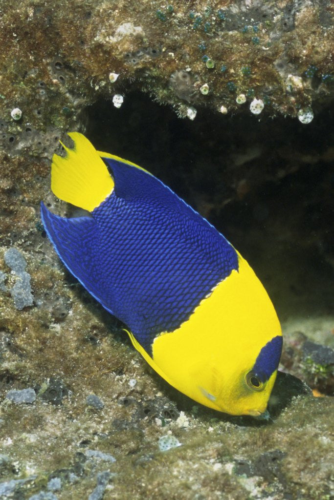 Detail of Bicolor Angelfish by Anonymous