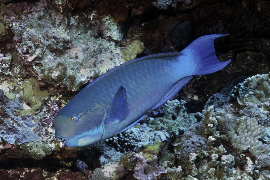 Detail of Steephead Parrotfish by Anonymous