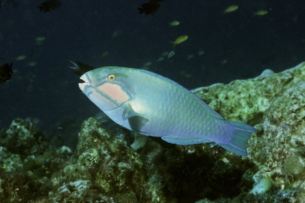 Detail of Bleeker's Parrotfish by Anonymous
