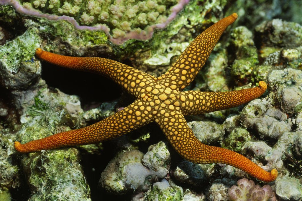 Detail of New Caldonia Starfish by Anonymous