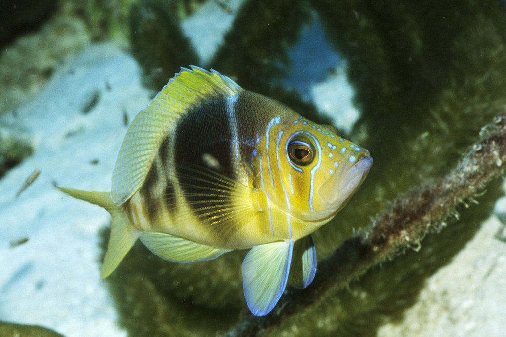 Detail of Barred Hamlet by Anonymous