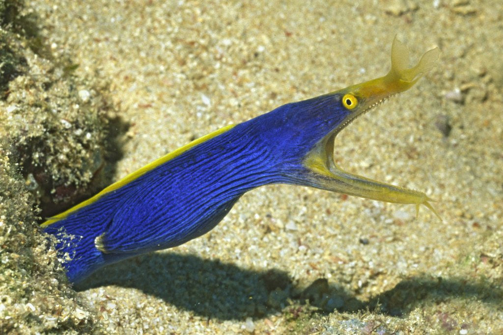 Detail of Blue Ribbon Eel by Anonymous