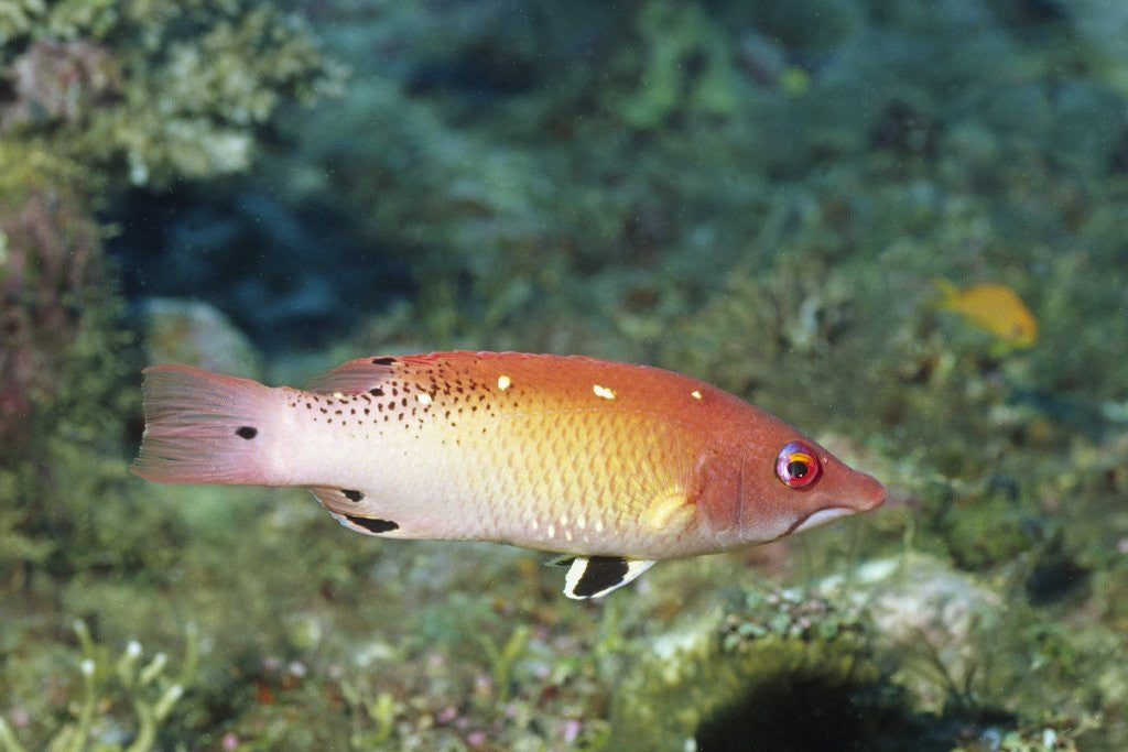 Detail of Diana's Hogfish by Corbis