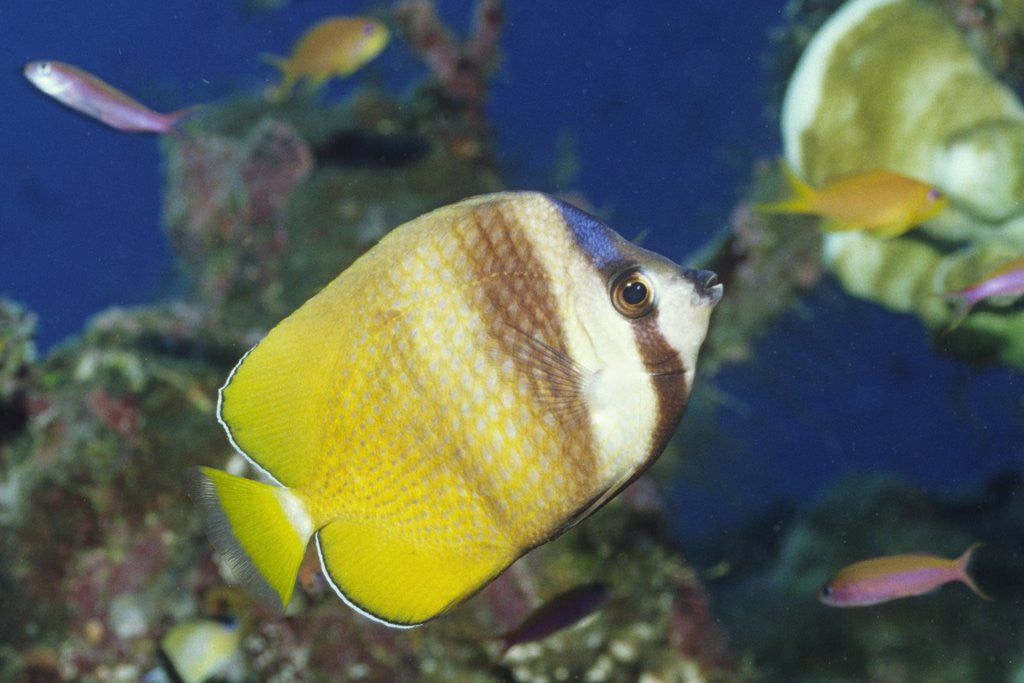 Detail of Blacklip Butterflyfish by Anonymous