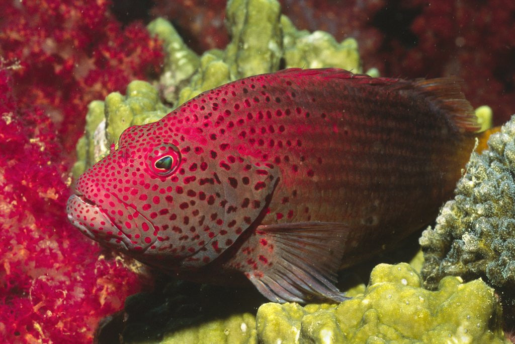 Detail of Leopard Grouper by Anonymous