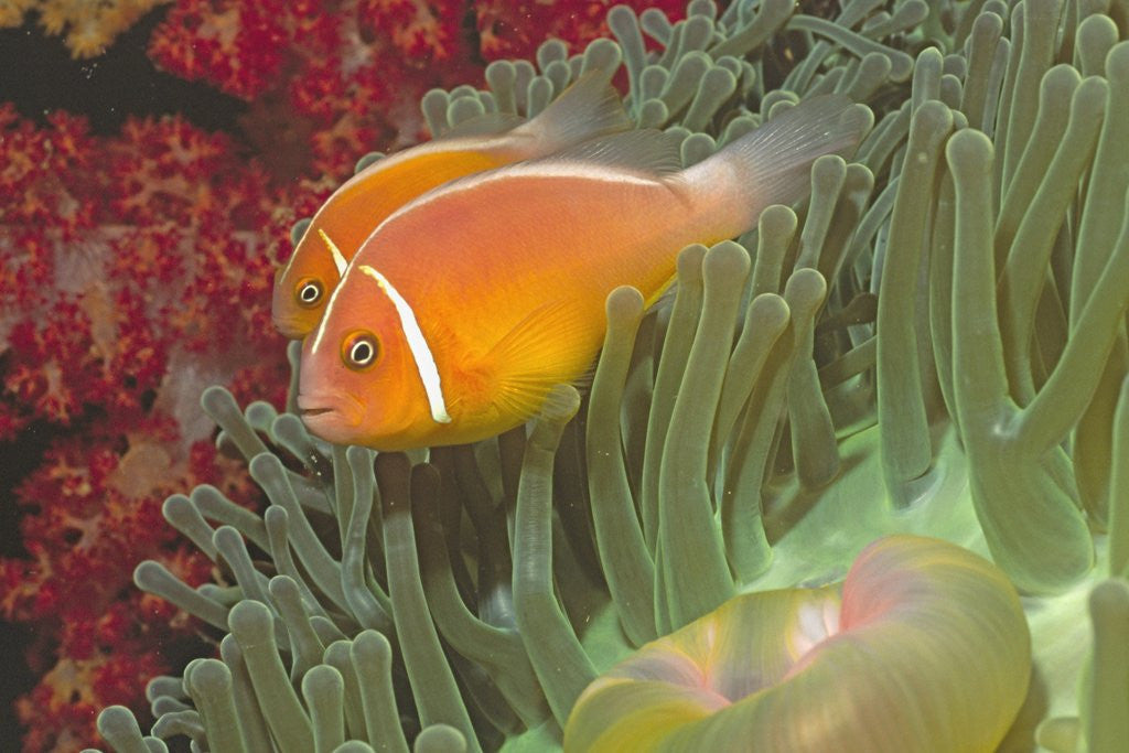 Detail of Pink Anemonefish in Magnificant Sea Anemone by Anonymous