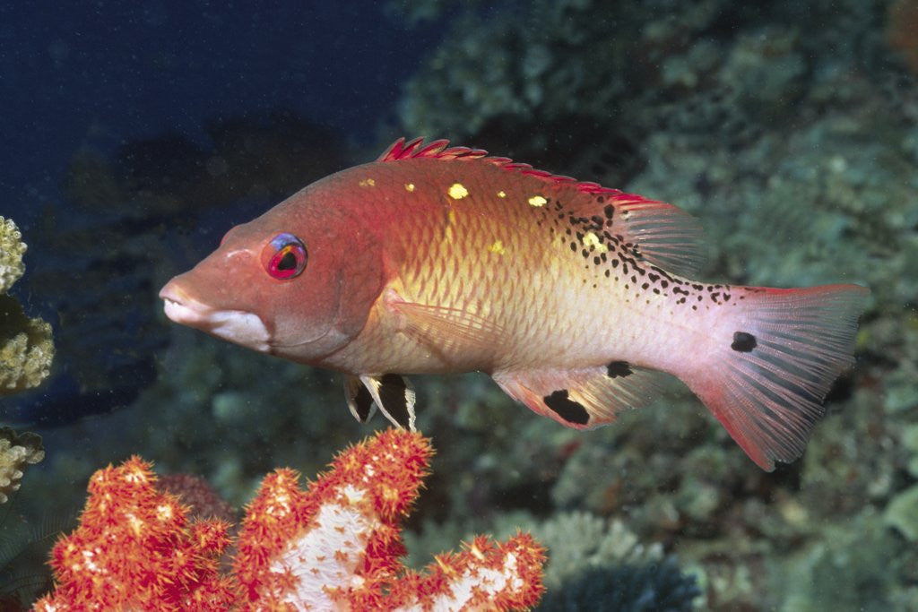 Detail of Diana's Hogfish by Anonymous