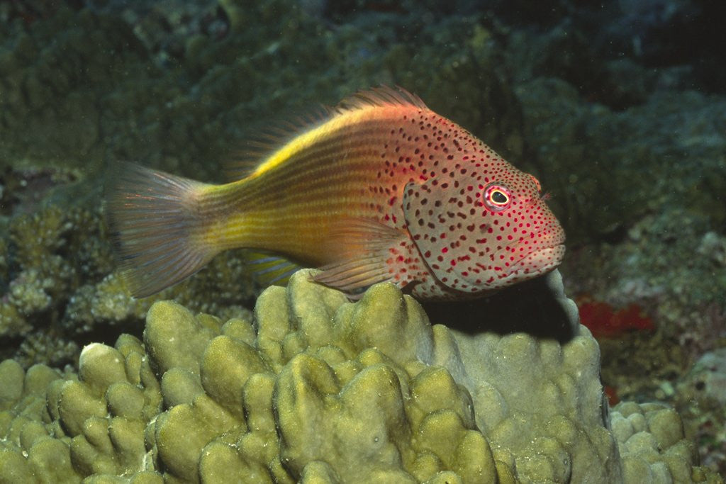 Detail of Freckled Hawkfish by Anonymous