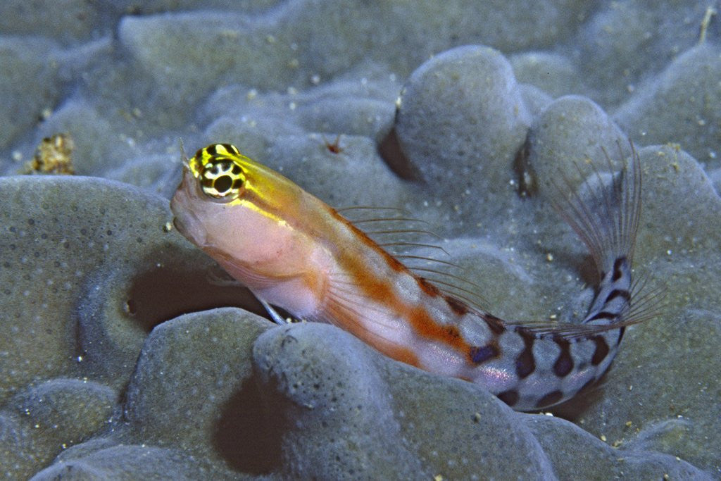 Detail of Bath's Blenny by Anonymous
