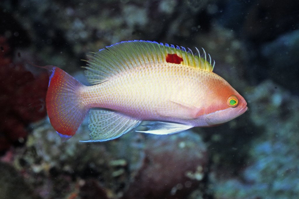 Detail of Stocky Anthias by Anonymous