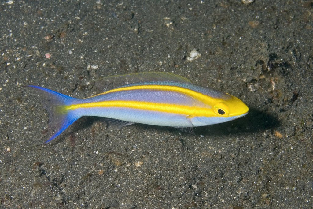 Detail of Double Whiptail by Anonymous