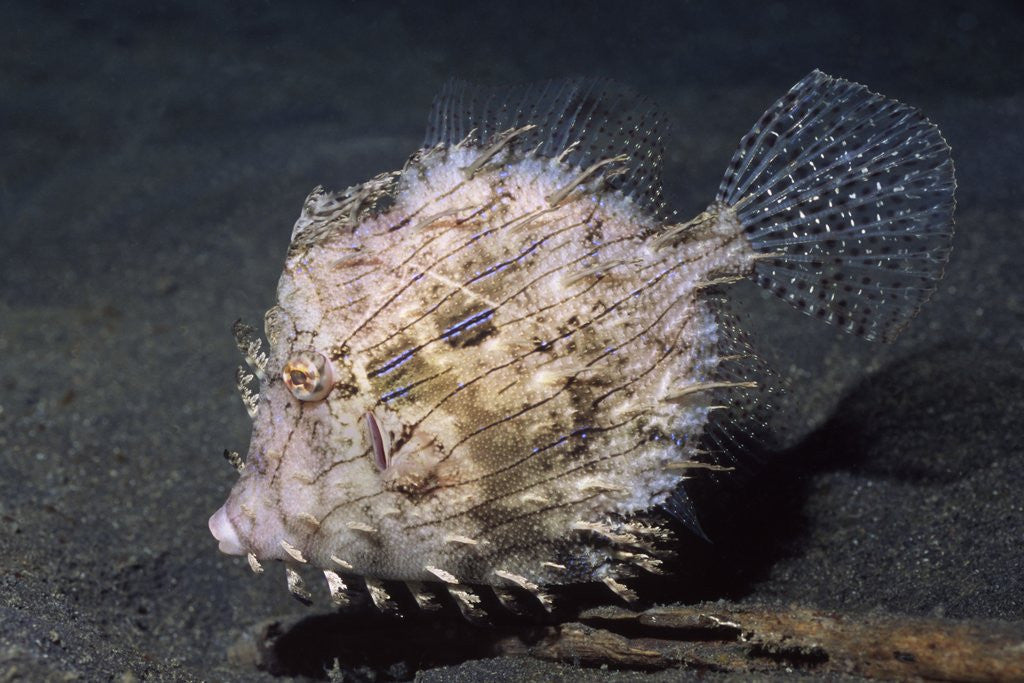 Detail of Leafy Filefish by Anonymous