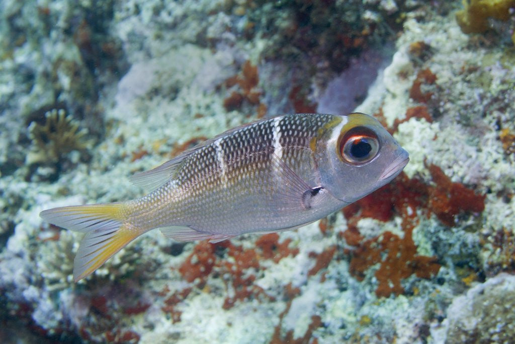 Detail of Humpnose Bigeye Bream sub-adult by Anonymous