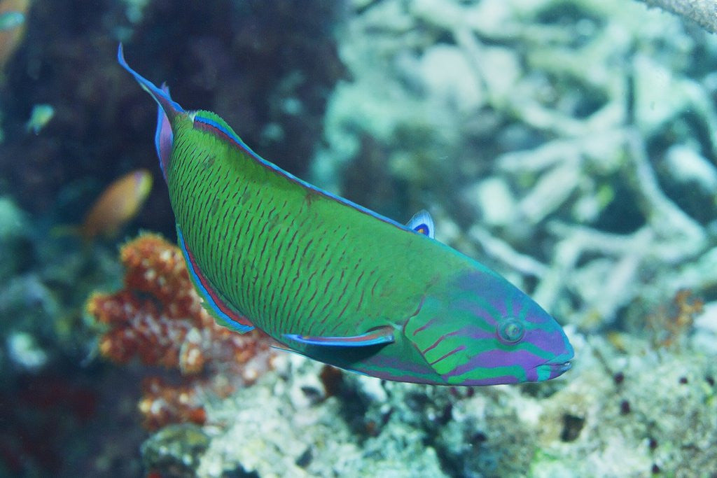 Detail of Chain-Lined Wrasse by Anonymous