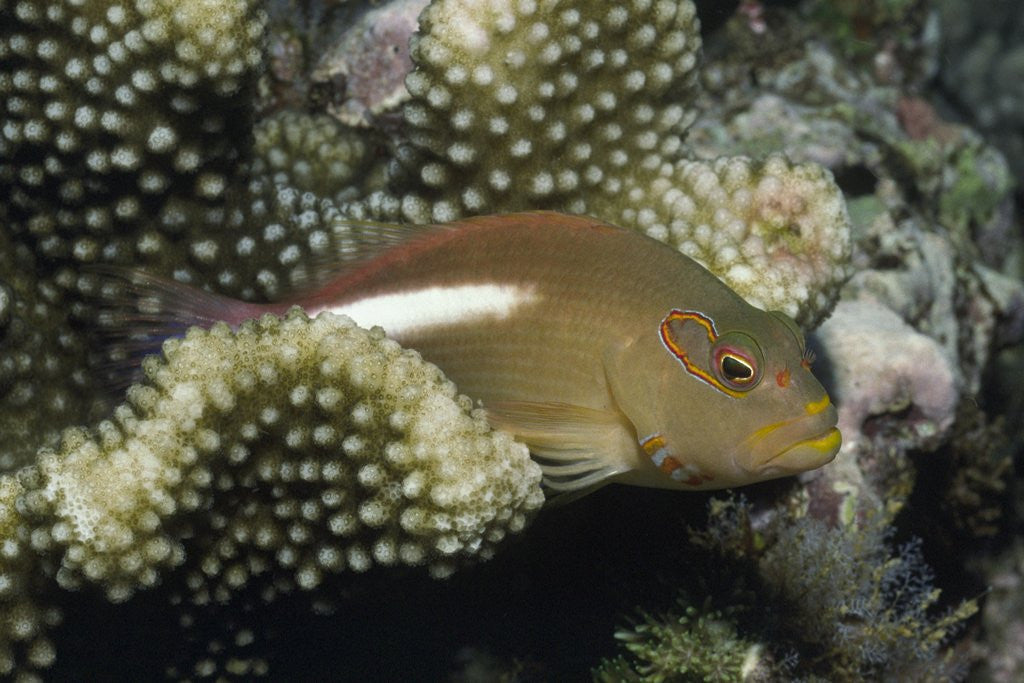 Detail of Arc-Eye Hawkfish by Anonymous
