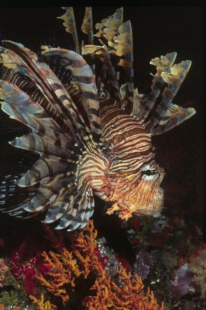 Detail of Common Lionfish closeup by Anonymous